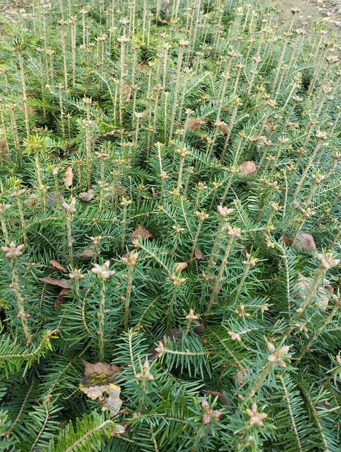jodła pospolita, świerk, sosna, sadzonki leśne, choinka