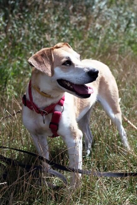 Pilne!! Blondi ok 3 let.wyjątkowa sunia do adopcji Wa-wa