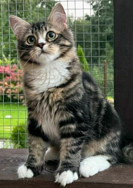 Piękne puszyste kocięta syberyjskie