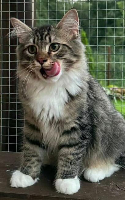 Piękne puszyste kocięta syberyjskie