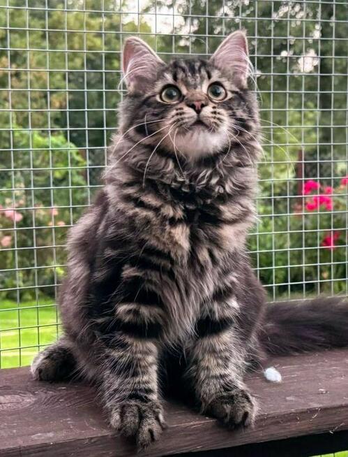 Piękne puszyste kocięta syberyjskie