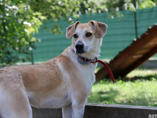 Pilne!! Blondi ok 3 let.wyjątkowa sunia do adopcji Wa-wa