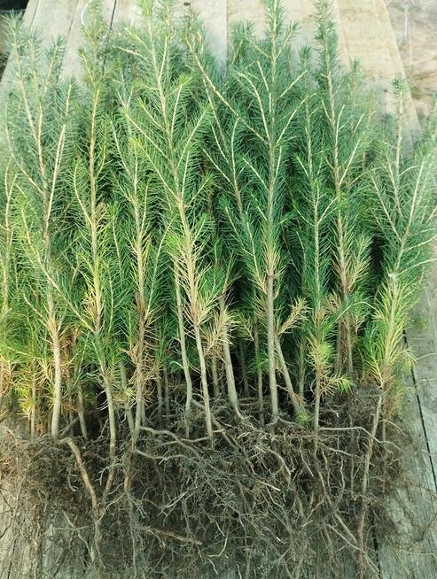 świerk pospolity, sadzonki leśne i ozdobne, rośliny