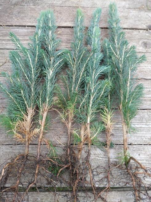 świerk srebrny, sadzonki leśne i ozdobne, krzewy, choinka