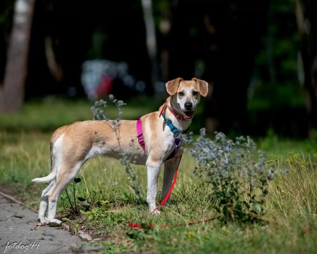 Pilne!! Blondi ok 3 let.wyjątkowa sunia do adopcji Wa-wa