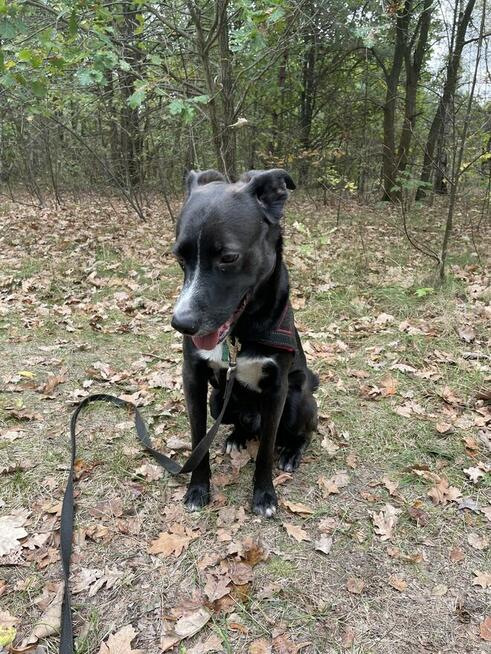 Tokio szuka nowego domu stałego lub tymczasowego