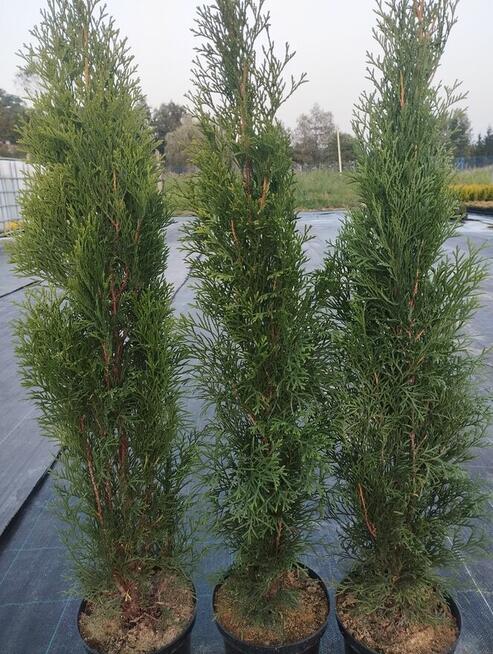 tuja szmaragd, krzewy ozdobne, rośliny, sadzonki