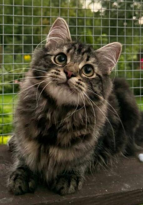 Piękne puszyste kocięta syberyjskie