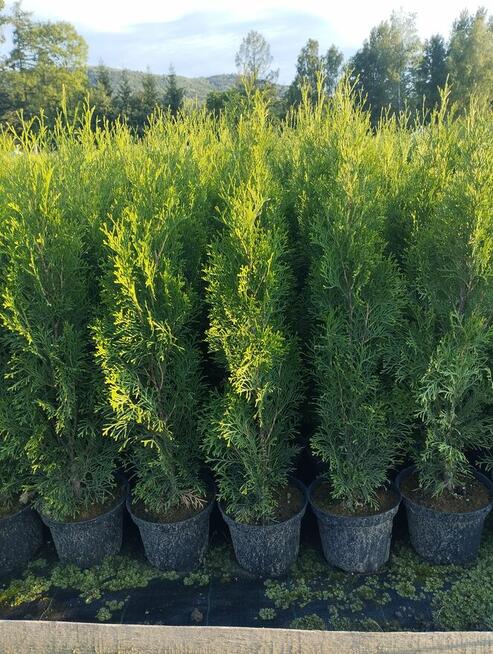 tuja szmaragd, krzewy ozdobne, rośliny, sadzonki