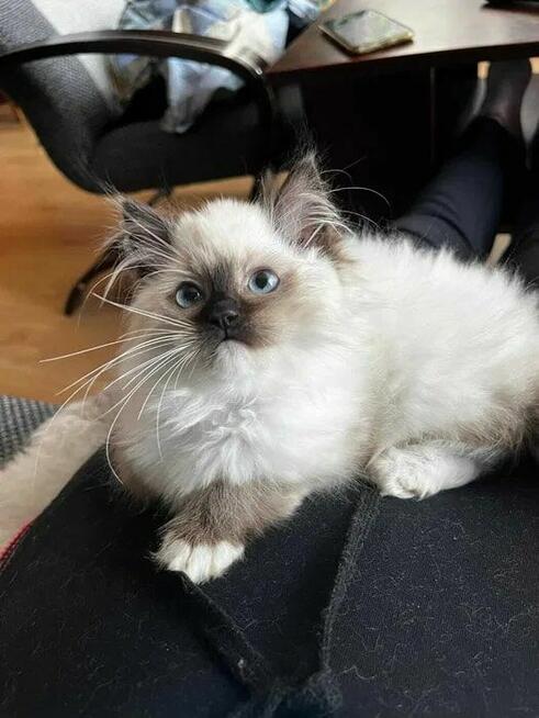 RAGDOLL Międzynarodowy Rodowód FPL