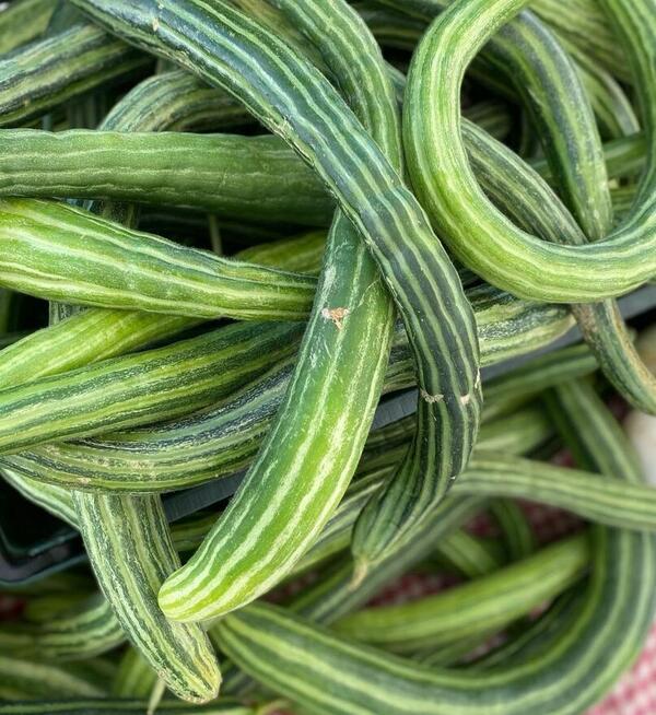 Ogórek Gruzin Palczik Roznasol Kustowoj nasiona kolekcjoners