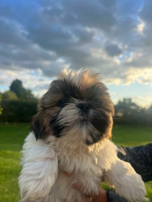 Shih-tzu szczeniaki