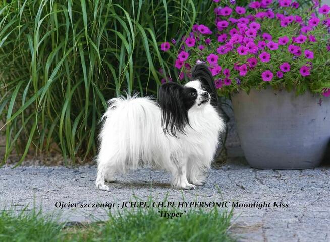 Spaniel Miniaturowy PAPILLON piesek piesek po championie FCI