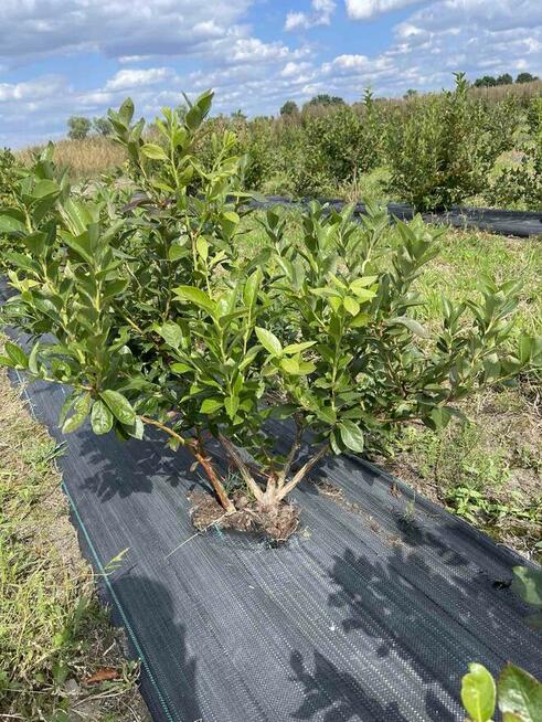 Gospodarstwo rolne 50 ha. Pomysł na biznes.