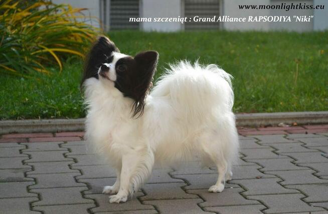 Spaniel Miniaturowy PAPILLON piesek piesek po championie FCI