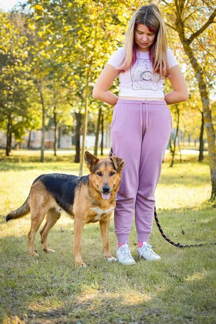 Delma-suczka młoda, średniej wielkości do adopcji