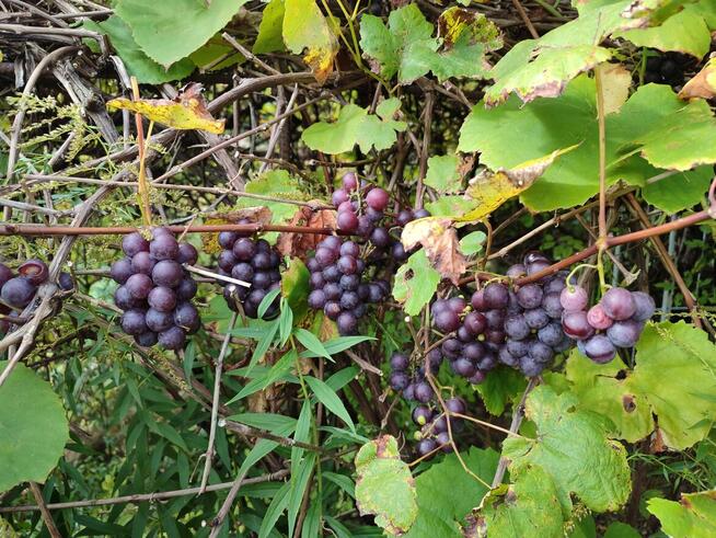 Ogródek działkowy ROD przy CKD