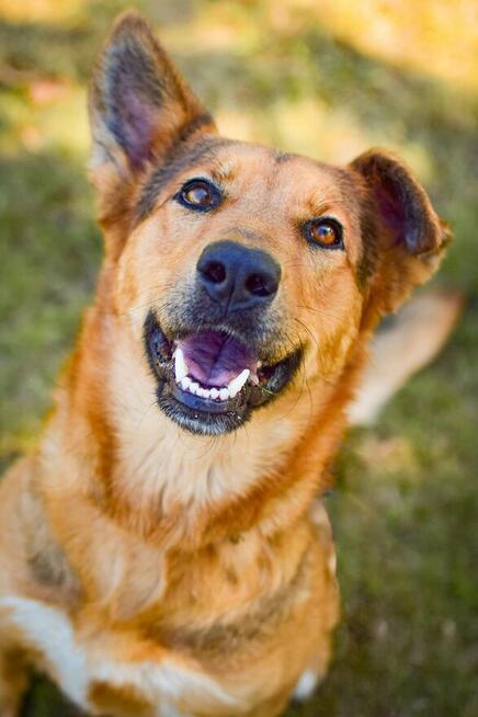Delma-suczka młoda, średniej wielkości do adopcji