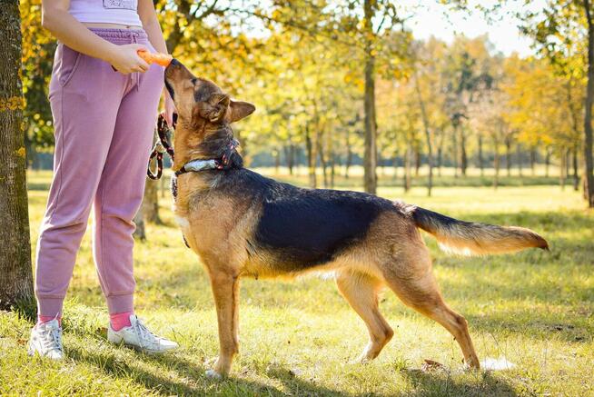 Delma-suczka młoda, średniej wielkości do adopcji