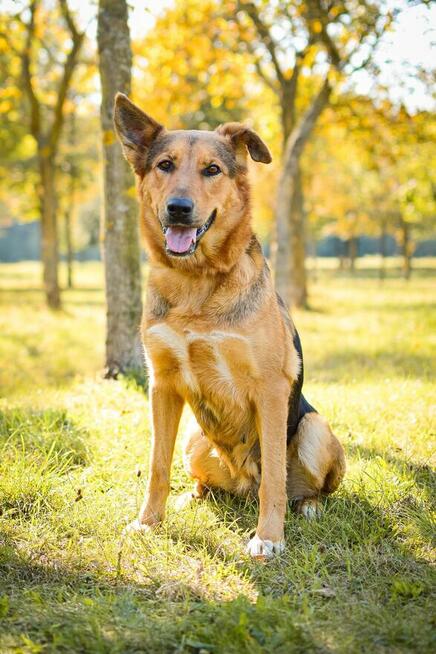 Delma-suczka młoda, średniej wielkości do adopcji