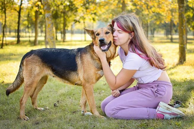 Delma-suczka młoda, średniej wielkości do adopcji