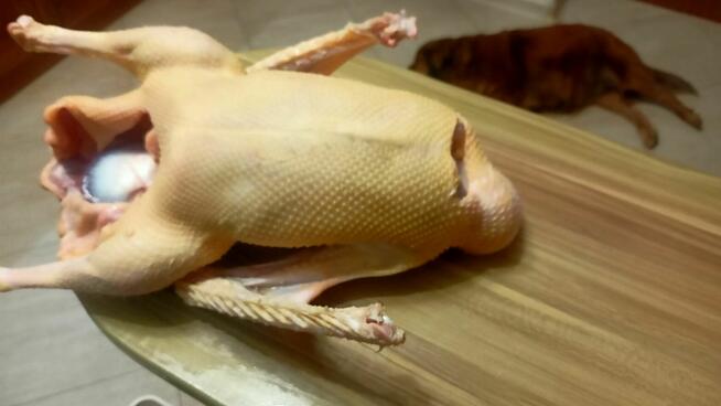 Gęś tuszka z wolnego wybiegu.