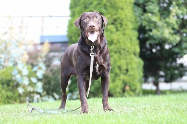Labrador CZEKOLADOWY