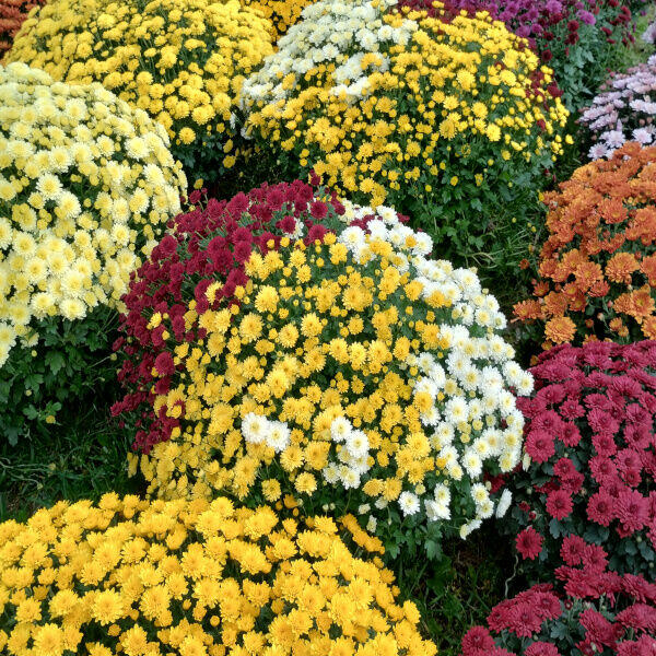 Sprzedaż - chryzantemy - drzewka owocowe