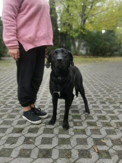 Laba-czarna młoda energiczna suczka czeka na dom-adoptuj