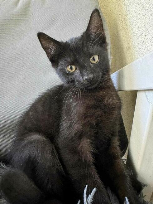 Nietoperek młody, miły kociak szuka domu