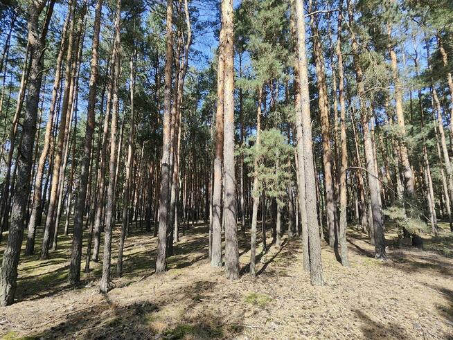 Działka 1,0064 ha w Lutomirów na sprzedaż