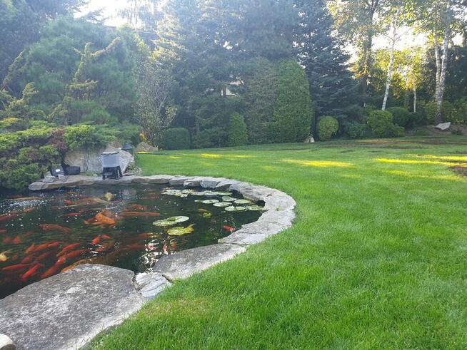 Przycinanie drzew i krzewów, odwodnienie ogrodu trawnik