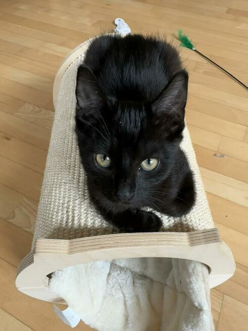 Nietoperek młody, miły kociak szuka domu