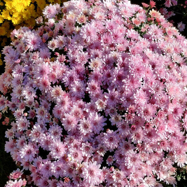 Sprzedaż - chryzantemy - drzewka owocowe