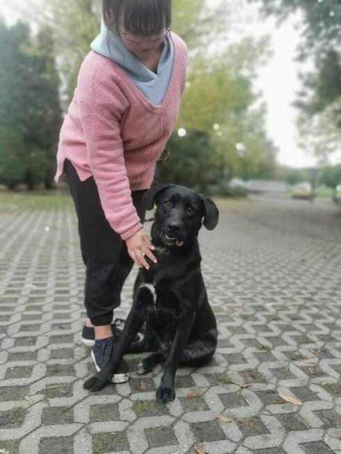 Laba-czarna młoda energiczna suczka czeka na dom-adoptuj