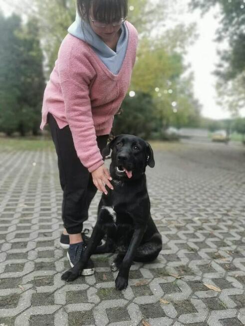 Laba-czarna młoda energiczna suczka czeka na dom-adoptuj