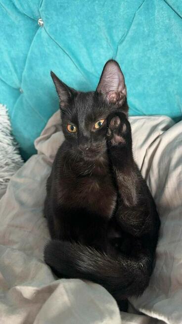 Nietoperek młody, miły kociak szuka domu