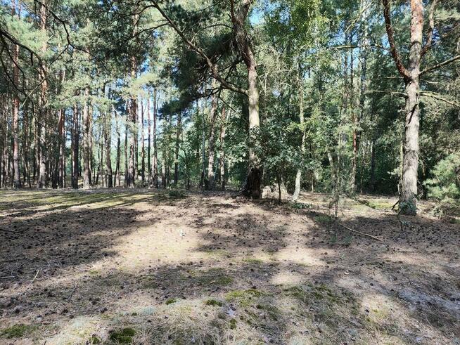 Działka 1,0064 ha w Lutomirów na sprzedaż