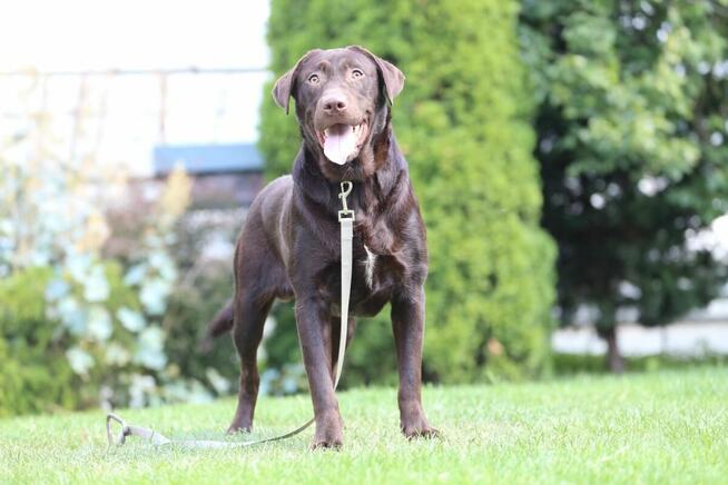 Labrador CZEKOLADOWY