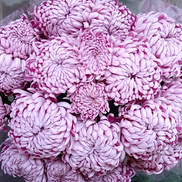 Sprzedaż - chryzantemy - drzewka owocowe