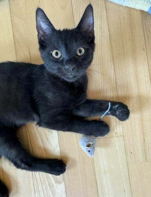 Nietoperek młody, miły kociak szuka domu