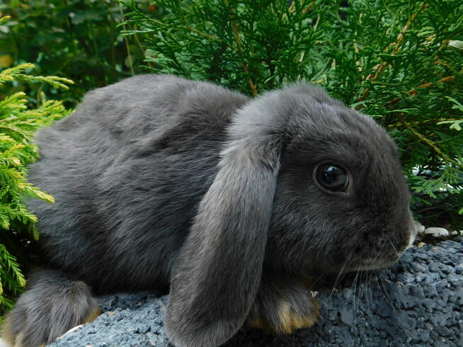 Króliczki Mini lop niebieskie