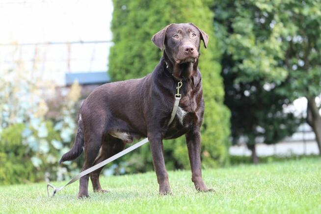 Labrador CZEKOLADOWY