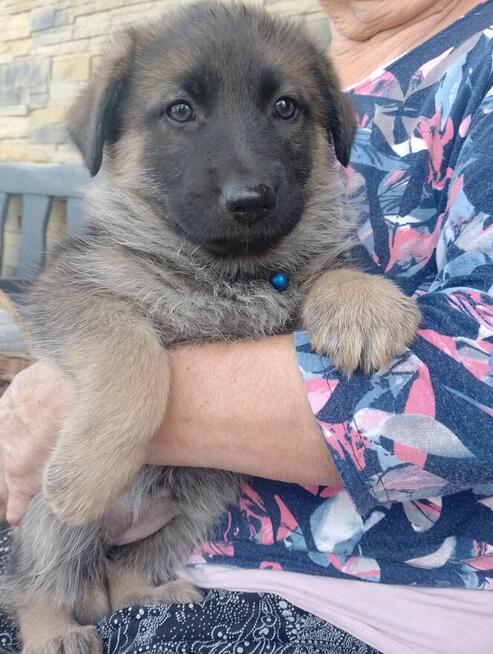 Owczarki niemieckie krótkowłose