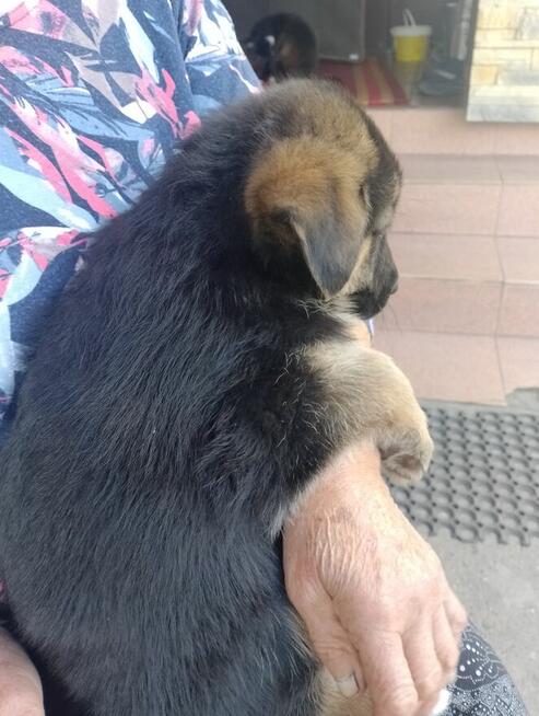 Owczarki niemieckie krótkowłose