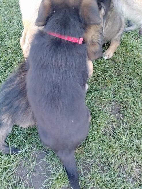 Owczarki niemieckie krótkowłose