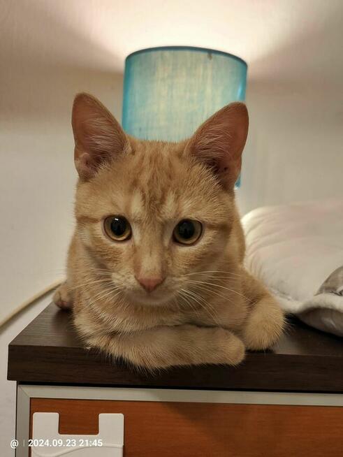 Pilne!! ok 5 mcz rudy kocurek czeka na adopcję Krasnystaw