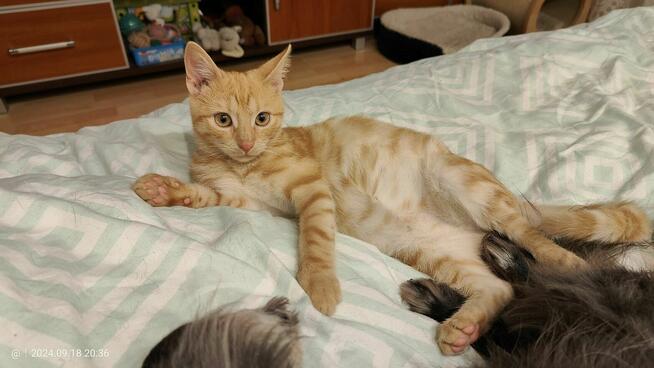 Pilne!! ok 5 mcz rudy kocurek czeka na adopcję Krasnystaw