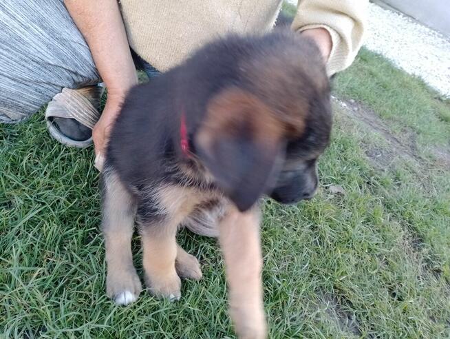 Owczarki niemieckie krótkowłose