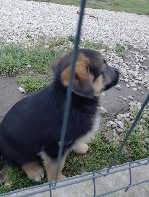 Owczarki niemieckie krótkowłose